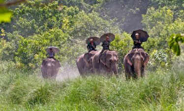 Jungle Safari Tour to Bardia National Park